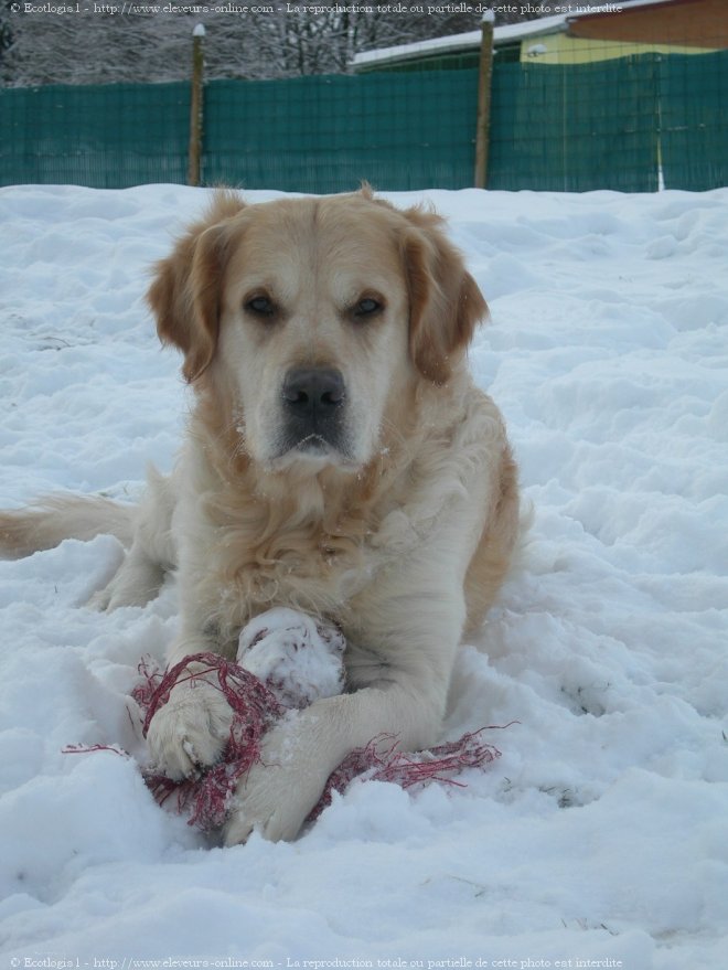 Photo de Golden retriever