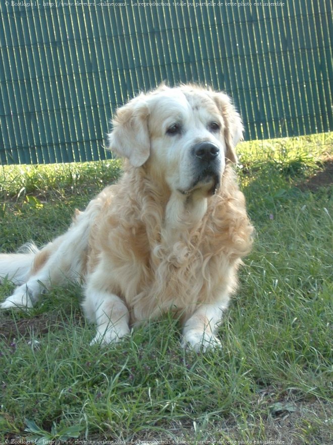 Photo de Golden retriever