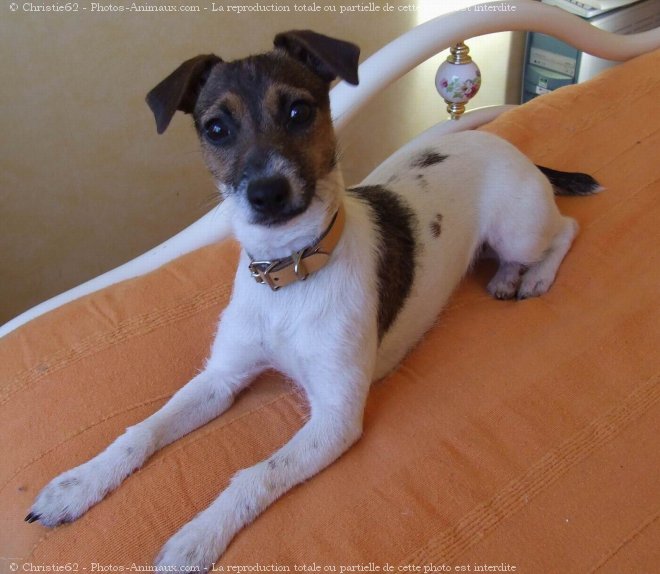 Photo de Jack russell terrier