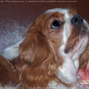 Photo de Cavalier king charles spaniel