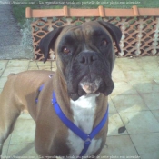 Photo de Boxer