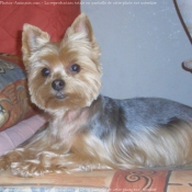 Photo de Yorkshire terrier