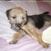 Photo de Border terrier