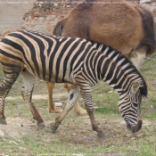 Photo de Zebre