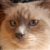 Photo de Sacr de birmanie