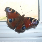 Photo de Papillon