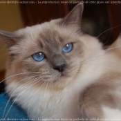 Photo de Sacr de birmanie