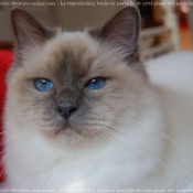 Photo de Sacr de birmanie