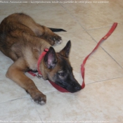 Photo de Berger belge malinois