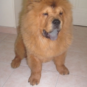 Photo de Chow chow