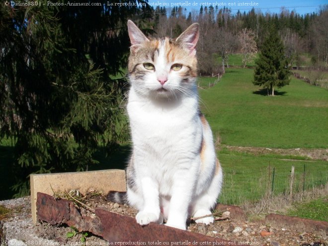 Photo de Chat domestique