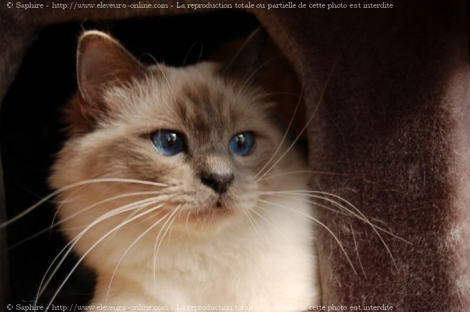 Photo de Sacr de birmanie