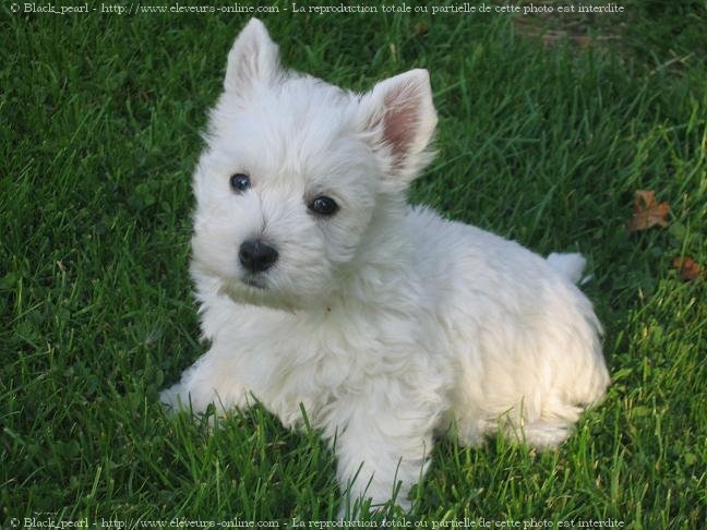 Photo de West highland white terrier