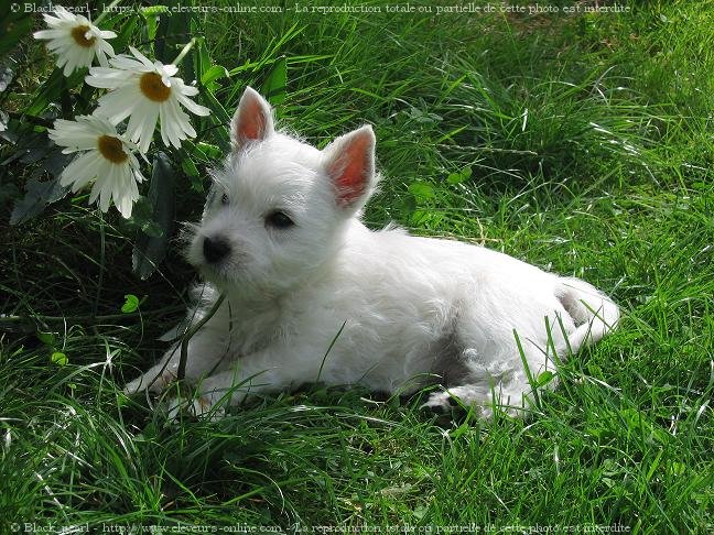 Photo de West highland white terrier