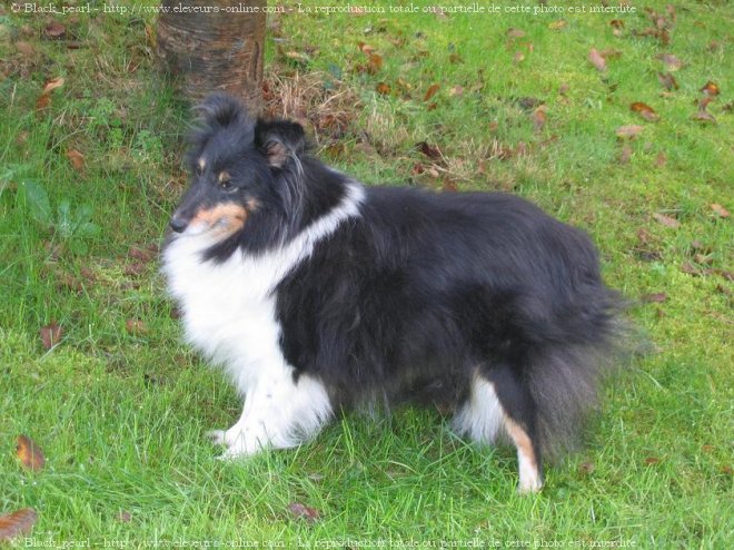 Photo de Chien de berger des shetland