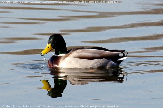 Photo de Canard