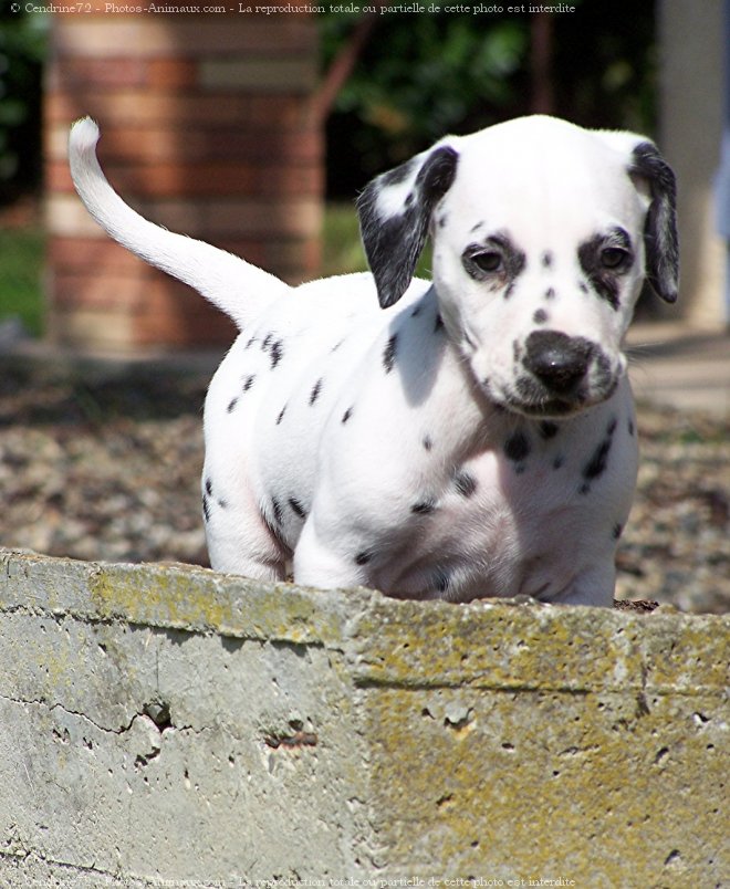 Photo de Dalmatien