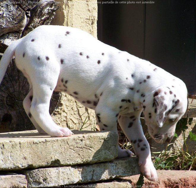 Photo de Dalmatien