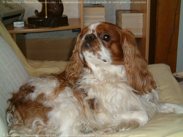 Photo de King charles spaniel