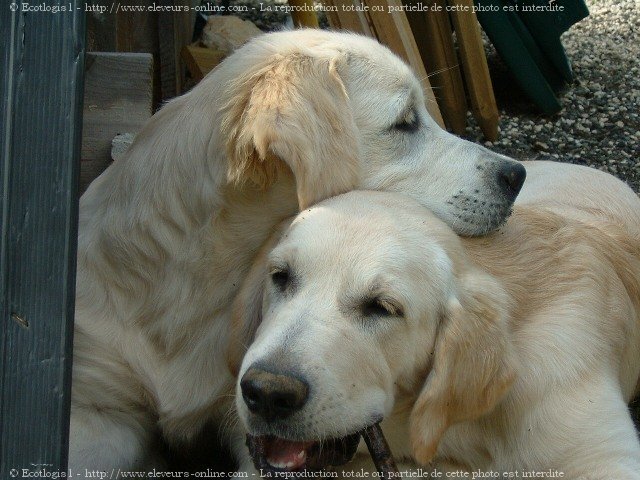 Photo de Golden retriever