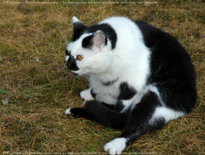 Photo de Chat domestique