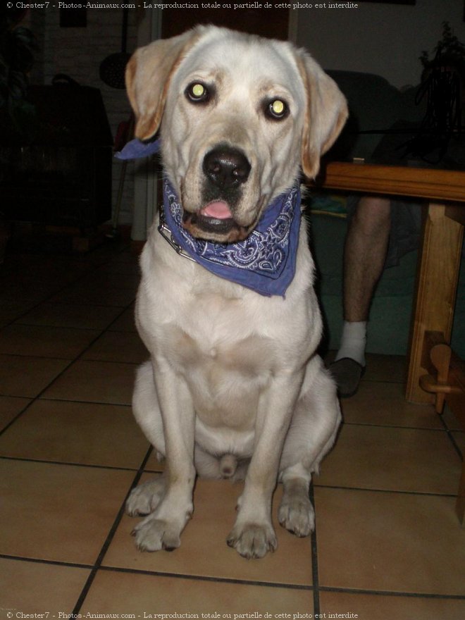 Photo de Labrador retriever