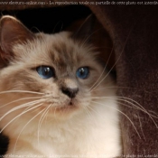 Photo de Sacr de birmanie