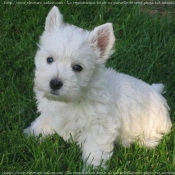 Photo de West highland white terrier