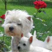 Photo de West highland white terrier