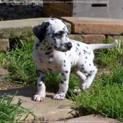 Photo de Dalmatien