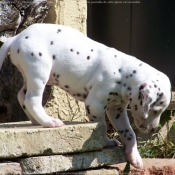 Photo de Dalmatien