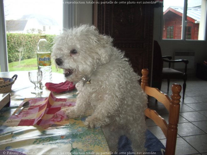 Photo de Bichon  poil fris