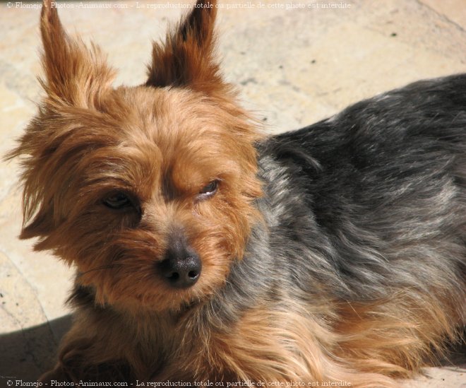 Photo de Yorkshire terrier