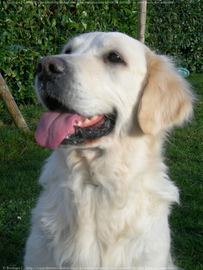 Photo de Golden retriever