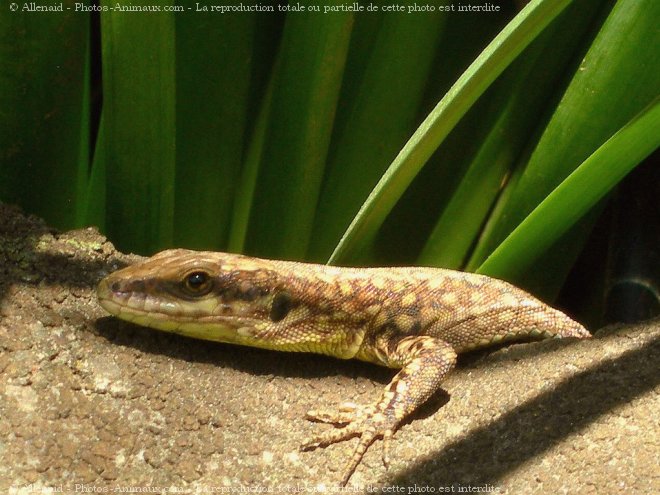 Photo de Lezard