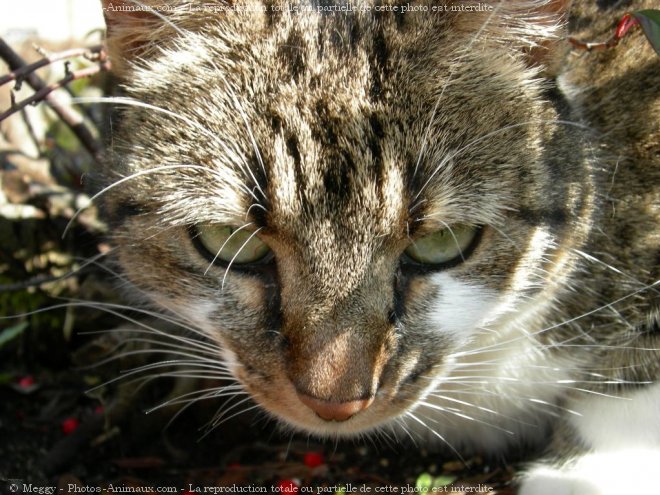 Photo de Chat domestique