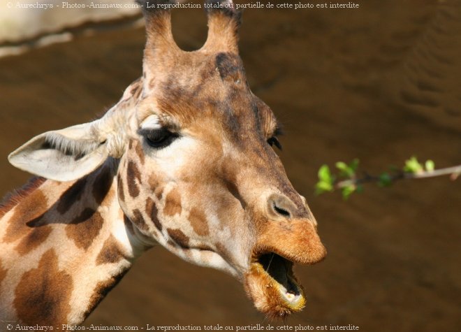 Photo de Girafe