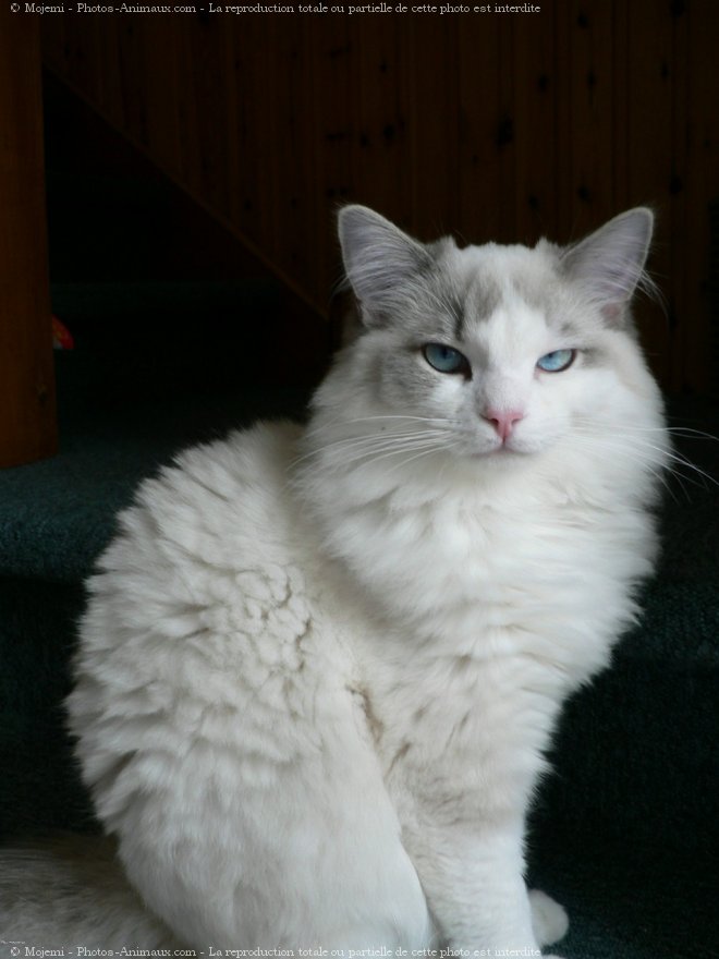 Photo de Ragdoll