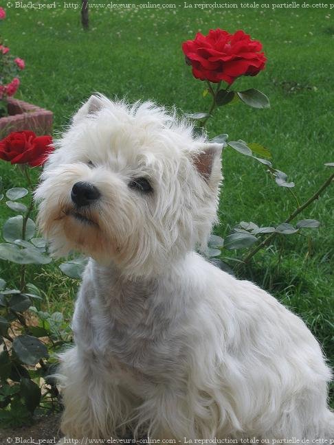 Photo de West highland white terrier