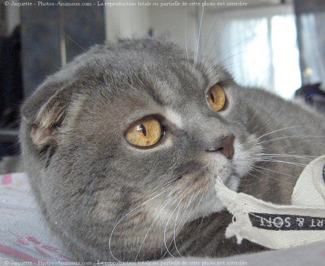 Photo de Scottish fold