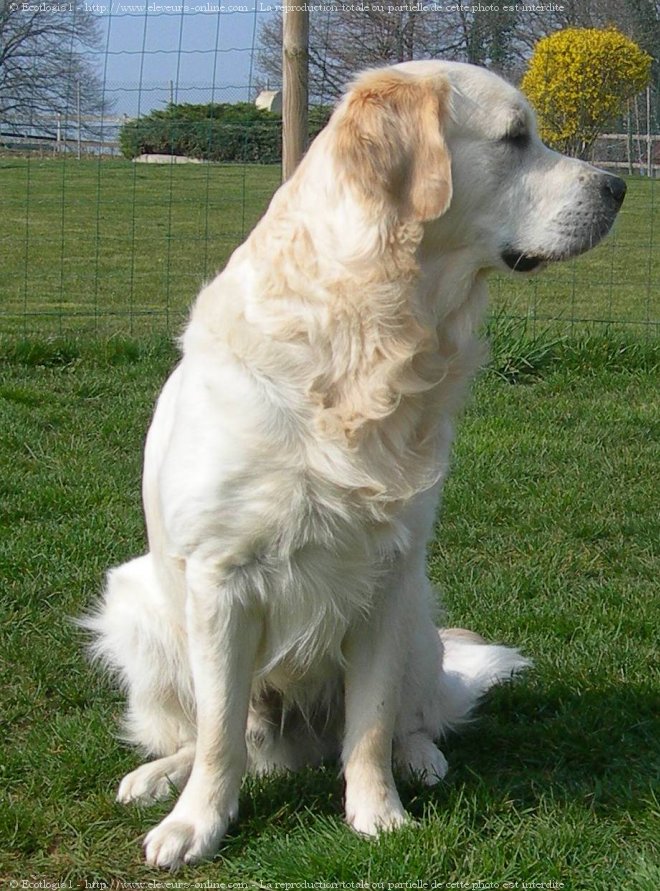 Photo de Golden retriever