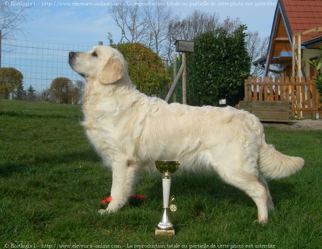 Photo de Golden retriever