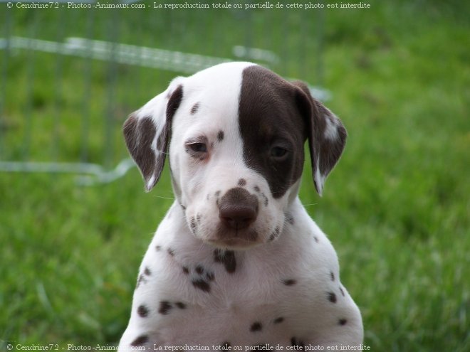 Photo de Dalmatien