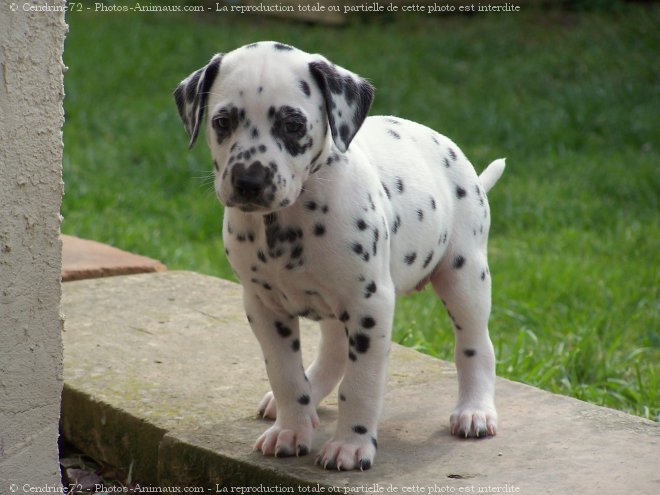 Photo de Dalmatien