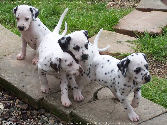 Photo de Dalmatien