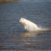 Photo de Berger blanc suisse