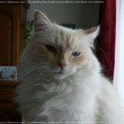 Photo de Ragdoll