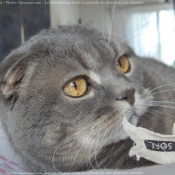 Photo de Scottish fold