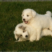 Photo de Chien de montagne des pyrnes