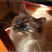 Photo de Sacr de birmanie